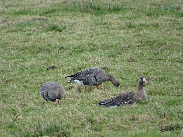 管理策略 管理策略